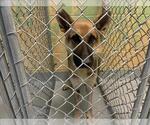 WINSTON - Male German Shepherd Dog Dog for Adoption - Small photo