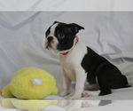 Small #3 Boston Terrier