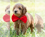 Small #3 Goldendoodle (Miniature)