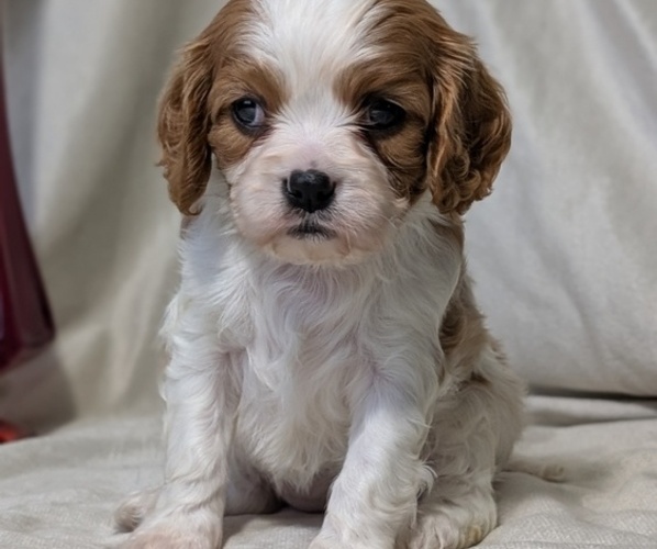 Medium Photo #3 Cavalier King Charles Spaniel Puppy For Sale in GOSHEN, IN, USA