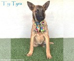 Small #4 German Shepherd Dog Mix