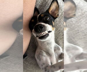 Jack Russell Terrier-Unknown Mix Dogs for adoption in Dana Point, CA, USA