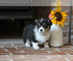 Small #10 Pembroke Welsh Corgi