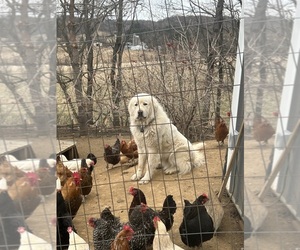 Father of the Great Pyrenees puppies born on 01/29/2024