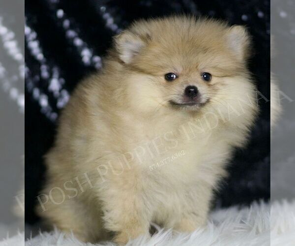 Medium Photo #26 Pomeranian Puppy For Sale in WARSAW, IN, USA