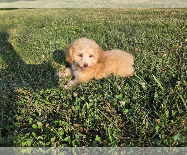 Medium Photo #12 Poodle (Toy) Puppy For Sale in CARLYLE, IL, USA