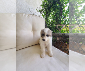 Great Pyrenees Puppy for sale in HANFORD, CA, USA