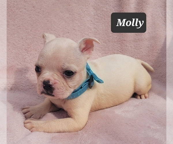 Medium Photo #10 Boston Terrier Puppy For Sale in MINERAL WELLS, WV, USA
