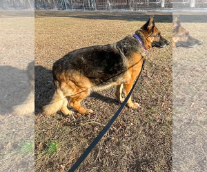 German Shepherd Dog Dogs for adoption in Millburn, NJ, USA