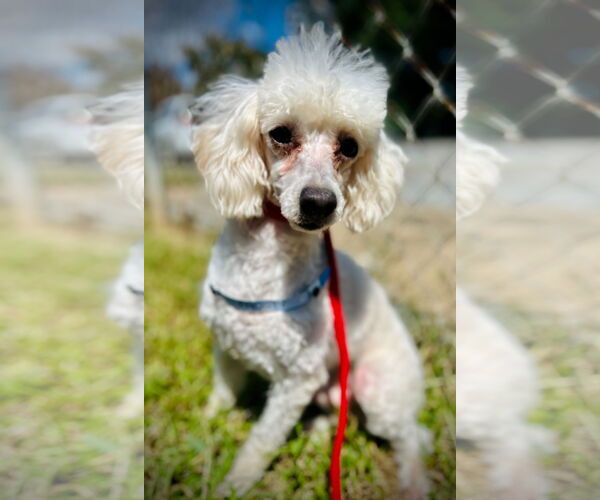 Medium Photo #2 Poodle (Toy) Puppy For Sale in Pacolet, SC, USA