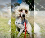 Small #1 Poodle (Toy)