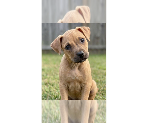 Medium Photo #1 Boxer-Unknown Mix Puppy For Sale in Grovertown, IN, USA