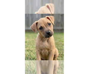 Boxer-Unknown Mix Dogs for adoption in Grovertown, IN, USA