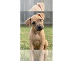 Small Boxer Mix