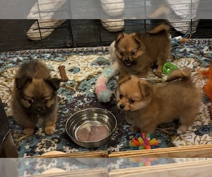 Chiranian Puppy for sale in RENO, NV, USA