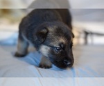 Small Photo #5 German Shepherd Dog-Siberian Husky Mix Puppy For Sale in LOS GATOS, CA, USA
