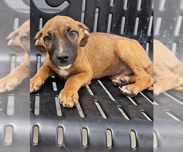 Medium Photo #4  Puppy For Sale in , 