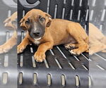Small Doberman Pinscher Mix