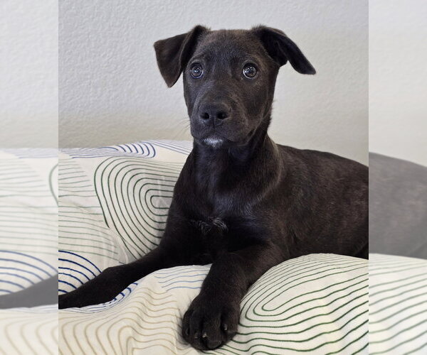 Medium Photo #4 Labrador Retriever-Unknown Mix Puppy For Sale in Lakewood, CO, USA