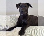 Small Photo #4 Labrador Retriever-Unknown Mix Puppy For Sale in Lakewood, CO, USA