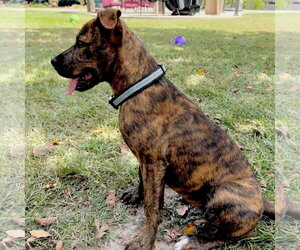 Zoey- total package - Female American Pit Bull Terrier-Unknown Mix Dog for Adoption - Photo #5