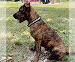 Small Photo #5 American Pit Bull Terrier-Unknown Mix Puppy For Sale in Oakhurst, NJ, USA