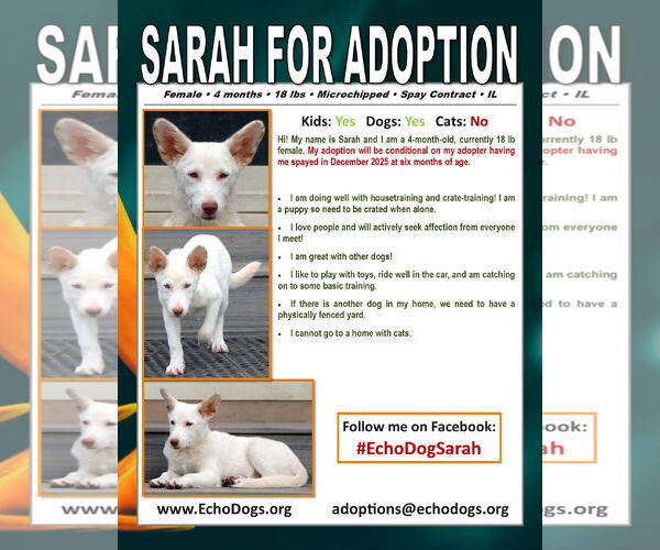 Medium Photo #4 Unknown-white german shepherd Mix Puppy For Sale in Hoffman Estates, IL, USA