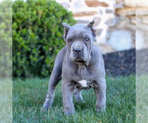 Cane Corso Puppy for sale in EAST EARL, PA, USA