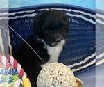 Small Photo #2 Portuguese Water Dog Puppy For Sale in FRANKLIN, TN, USA