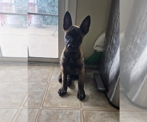 Belgian Malinois Puppy for sale in DAYTON, NV, USA