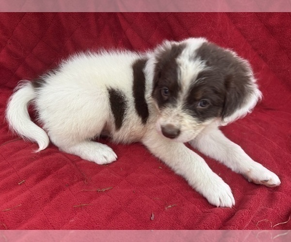 Medium Photo #4 Borador Puppy For Sale in MARION, VA, USA