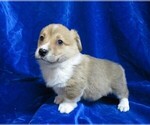 Small Photo #11 Pembroke Welsh Corgi Puppy For Sale in NORWOOD, MO, USA