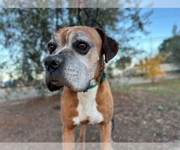 Medium Photo #2 Boxer Puppy For Sale in  Ramona, CA, USA