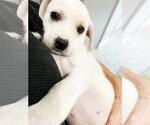 Small Chihuahua Mix