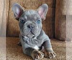 Small #1 French Bulldog