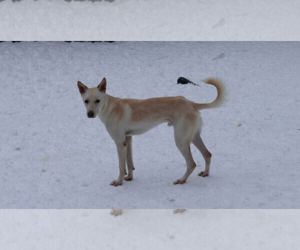 Medium Photo #26 Saluki-Whippet Mix Puppy For Sale in Sebec, ME, USA
