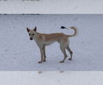 Small #25 Saluki-Whippet Mix