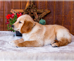 Small Photo #5 Golden Retriever Puppy For Sale in WAKARUSA, IN, USA