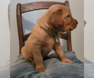 Golden Retriever Puppy for sale in COLLEGE STATION, TX, USA