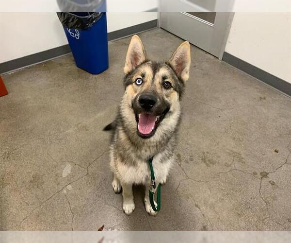 Medium Photo #1 German Shepherd Dog-Siberian Husky Mix Puppy For Sale in Berkeley , CA, USA