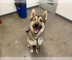 German Shepherd Dog-Siberian Husky Mix Dogs for adoption in Berkeley , CA, USA