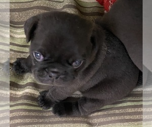 Pug Puppy for sale in SAUGUS, MA, USA