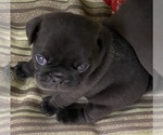Small Photo #1 Pug Puppy For Sale in SAUGUS, MA, USA