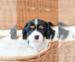 Small Photo #4 Cavalier King Charles Spaniel Puppy For Sale in HIGHLAND, UT, USA