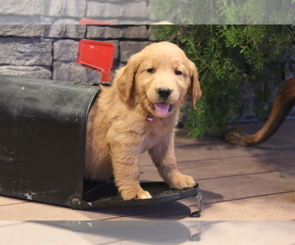Medium Photo #3 Goldendoodle Puppy For Sale in SQUAW VALLEY, CA, USA