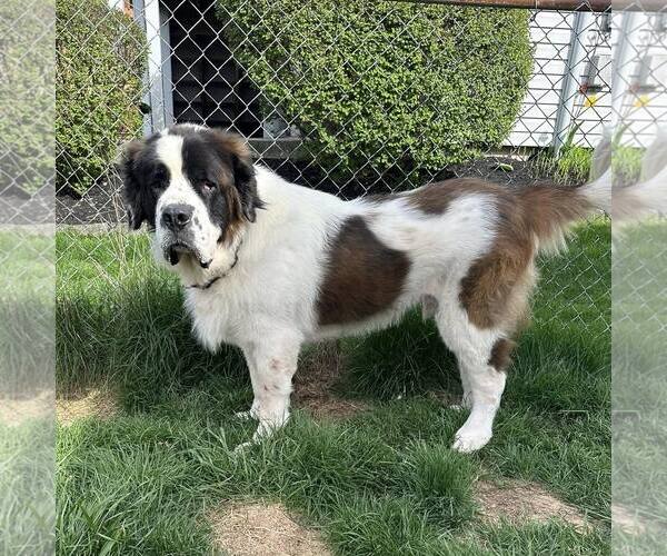 Medium Photo #3 Saint Bernard-Unknown Mix Puppy For Sale in New Oxford , PA, USA