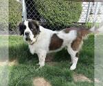 Small #2 Saint Bernard Mix