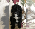 Puppy 5 Miniature Bernedoodle