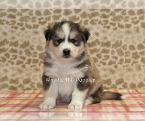 Pomsky Puppy for sale in DENVER, PA, USA