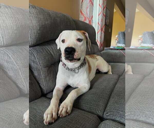 Medium Photo #2 Mutt Puppy For Sale in Germantown, OH, USA